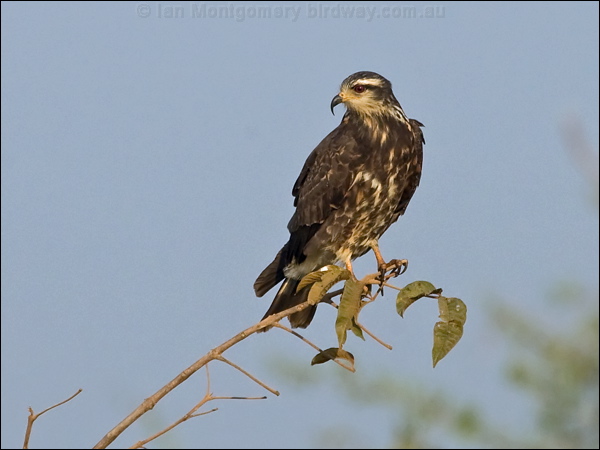 Snail Kite snail_kite_202041.psd