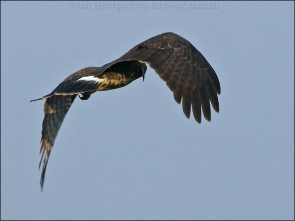 Snail Kite snail_kite_202042.psd