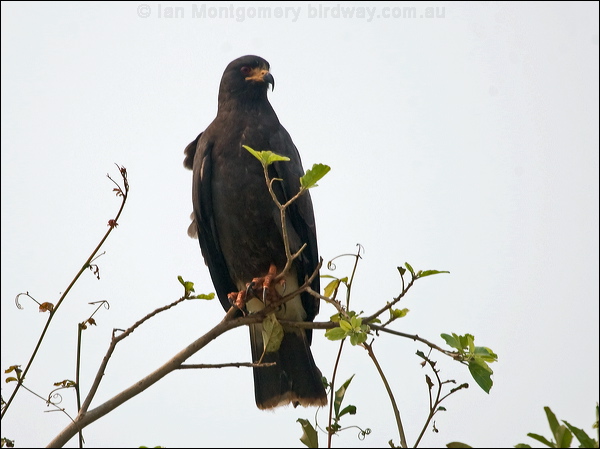 Snail Kite snail_kite_204641.psd