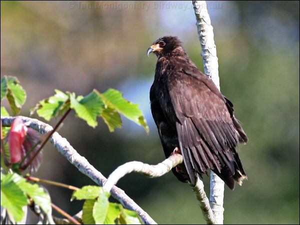 Snail Kite snail_kite_26443.jpg