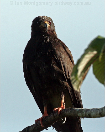 Snail Kite snail_kite_26449.jpg