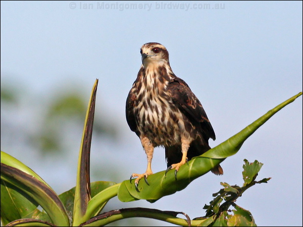 Snail Kite snail_kite_26456.jpg