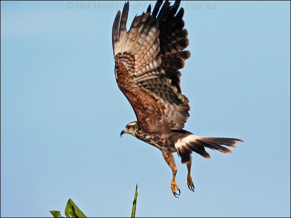 Snail Kite snail_kite_26458.jpg