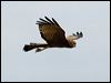 Click here to enter gallery and see photos of Spotted Harrier