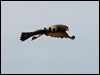 spotted_harrier_93220