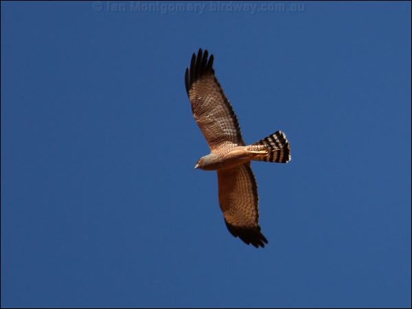 Spotted Harrier spotted_harrier_80355.psd