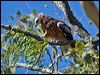 square_tailed_kite_130172