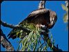 square_tailed_kite_130182