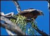 square_tailed_kite_130200