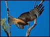 square_tailed_kite_130212