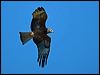 square_tailed_kite_130214