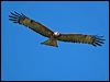 square_tailed_kite_130216