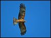 square_tailed_kite_130217
