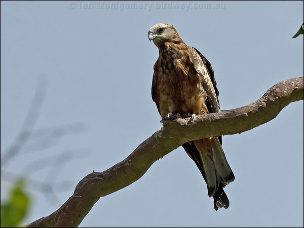 Square-tailed Kite square_tailed_kite_115972.psd