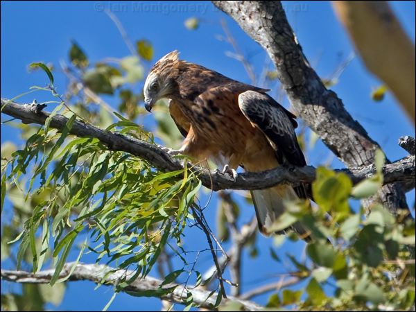 Square-tailed Kite square_tailed_kite_130172.psd