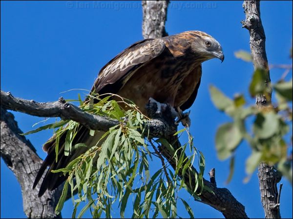 Square-tailed Kite square_tailed_kite_130177.psd
