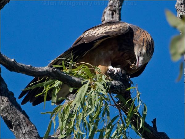 Square-tailed Kite square_tailed_kite_130182.psd