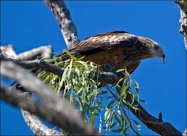 Square-tailed Kite square_tailed_kite_130200.psd