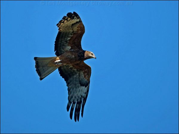 Square-tailed Kite square_tailed_kite_130214.psd