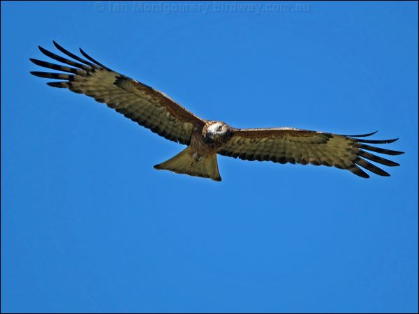 Square-tailed Kite square_tailed_kite_130216.psd