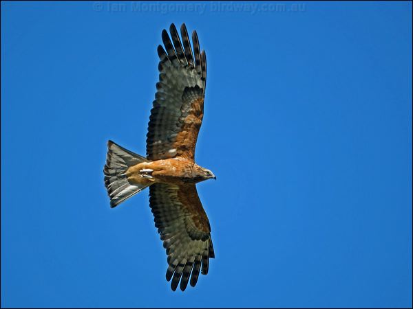 Square-tailed Kite square_tailed_kite_130217.psd