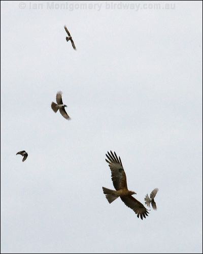 Square-tailed Kite square_tailed_kite_79935.jpg