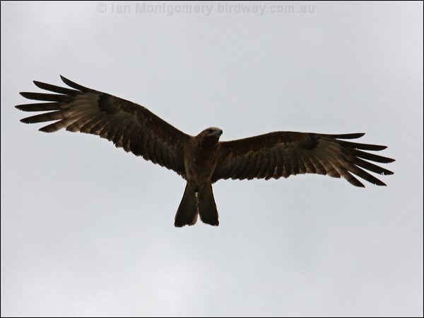 Square-tailed Kite square_tailed_kite_79949.jpg