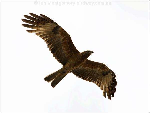 Square-tailed Kite square_tailed_kite_79951.psd