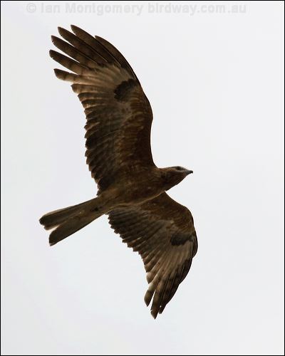 Square-tailed Kite square_tailed_kite_79952.jpg