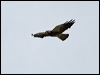 swainsons_hawk_67459