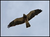 swainsons_hawk_67464