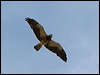 swainsons_hawk_67465