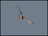 swamp_harrier_128003