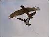 swamp_harrier_128025