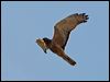 Click here to enter gallery and see photos of Swamp Harrier
