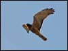 swamp_harrier_128026