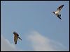 swamp_harrier_128029