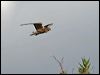 swamp_harrier_128053
