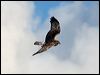 swamp_harrier_128054