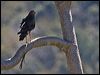 swamp_harrier_154823