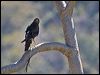 swamp_harrier_154825