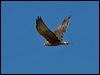 swamp_harrier_157967