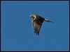 swamp_harrier_157970