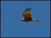 swamp_harrier_157971