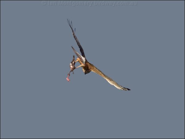 Swamp Harrier swamp_harrier_128003.psd