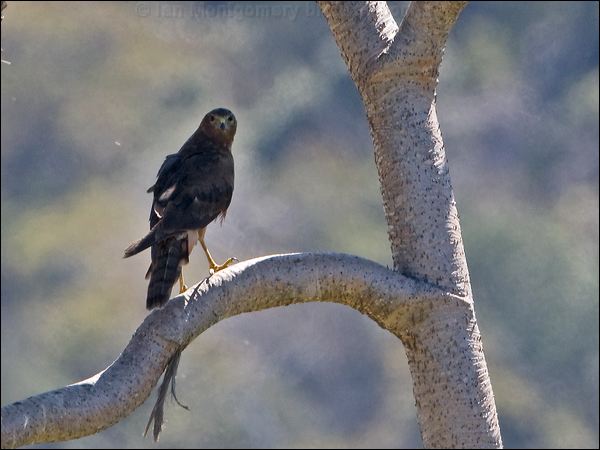 Swamp Harrier swamp_harrier_154825.psd