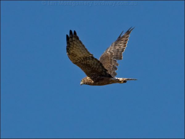 Swamp Harrier swamp_harrier_157967.psd