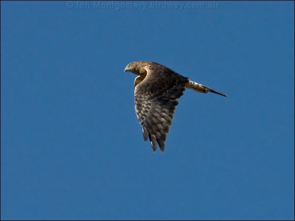 Swamp Harrier swamp_harrier_157970.psd