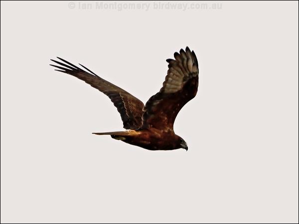 Swamp Harrier swamp_harrier_86321.psd