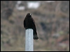 upland_buzzard_17398